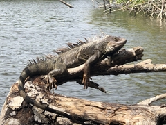 Iguana iguana