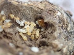 Crematogaster minutissima