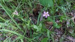 Sabatia campestris