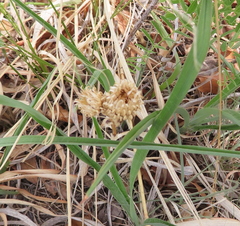 Antennaria anaphaloides
