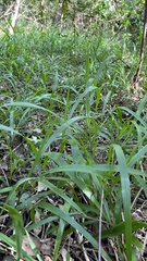 Paspalum mandiocanum