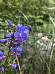 Penstemon cyananthus cyananthus