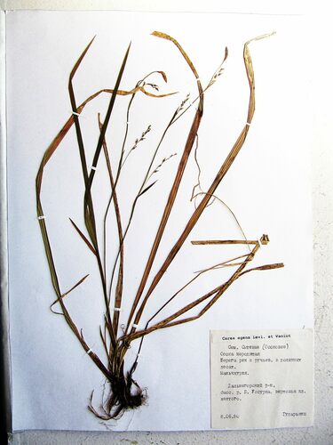 Carex filipes iNat (3)