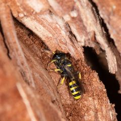 Ectemnius cephalotes