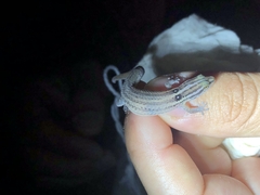 Sphaerodactylus roosevelti