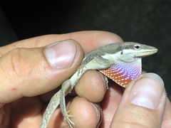 Puerto Rican Anole photo 5