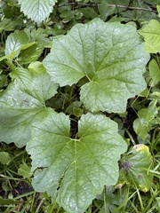 Arnoglossum reniforme