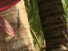 Phelsuma cepediana