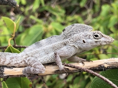 Anolis cooki