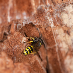 Ectemnius cephalotes