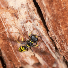 Ectemnius cephalotes