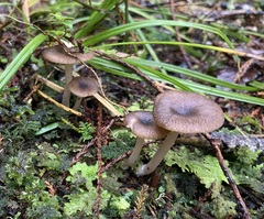 Entoloma inventum