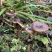 Entoloma inventum - Photo (c) codfish, some rights reserved (CC BY-NC), uploaded by codfish