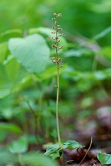 Neottia cordata