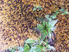 Hypochaeris sessiliflora