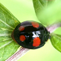 Coccinellidae