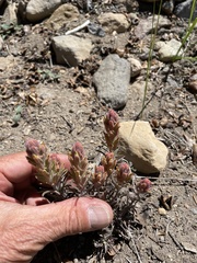 Castilleja arachnoidea