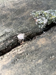 Halyomorpha halys