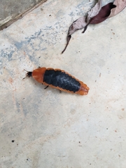 Lamprigera