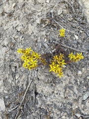 Sedum debile