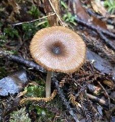 Entoloma inventum