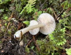Entoloma inventum