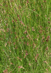 Juncus arcticus