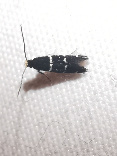 Infurcitinea argentimaculella