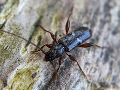 Phymatodes vulneratus
