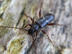 Phymatodes vulneratus