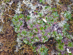 Hypochaeris sessiliflora