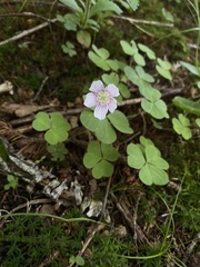 Oxalis montana image