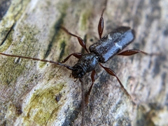 Phymatodes vulneratus