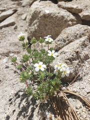 Leptosiphon nuttallii