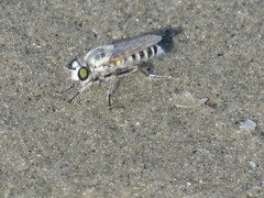 Laphystia