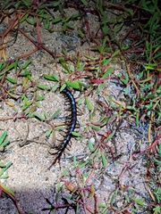 Scolopendra galapagoensis