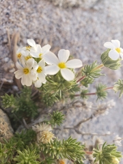 Leptosiphon nuttallii