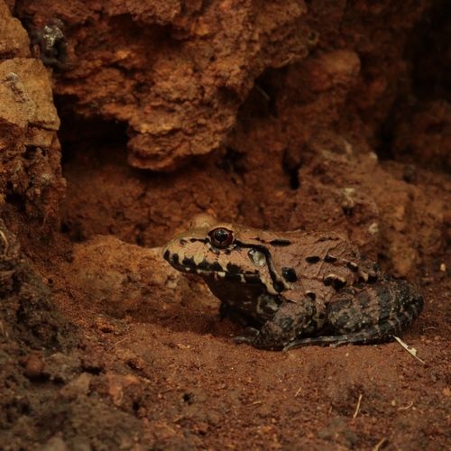 Northeastern Pepper Frog, Leptodactylus vastus
