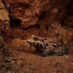 Leptodactylus vastus