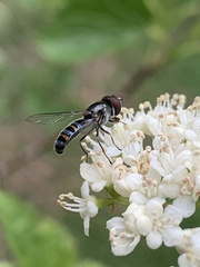Pseudoscaeva diversifasciata