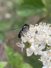 Pseudoscaeva diversifasciata