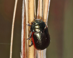 Chrysolina marginata