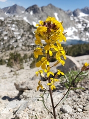 Erysimum perenne