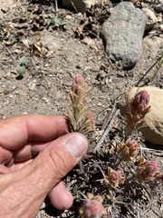 Castilleja arachnoidea