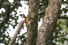 Chrysocolaptes xanthocephalus