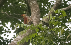Chrysocolaptes xanthocephalus