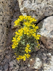 Draba sierrae