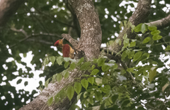 Chrysocolaptes xanthocephalus