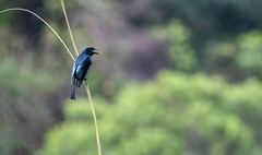 Dicrurus balicassius mirabilis