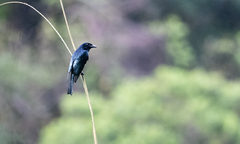 Dicrurus balicassius mirabilis